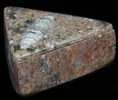 Fossil Orthoceras Box (Triangle) - Stoneware #35276-1